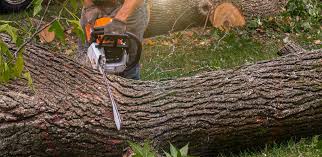 Trusted Corning, CA Tree Services Experts