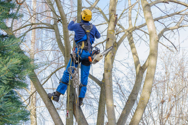 Best Hedge Trimming  in Corning, CA