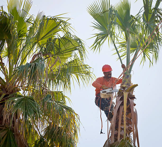 Corning, CA Tree Services Company