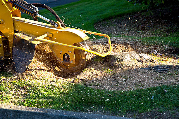 Best Seasonal Cleanup (Spring/Fall)  in Corning, CA