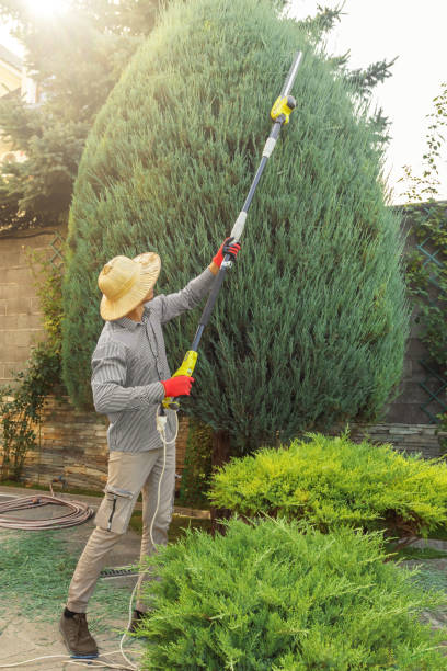 Best Tree Risk Assessment  in Corning, CA