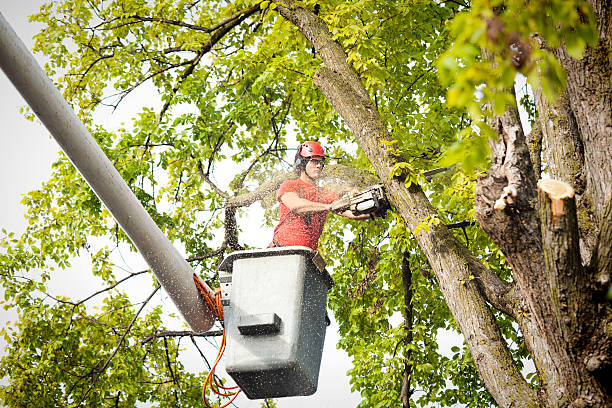 How Our Tree Care Process Works  in  Corning, CA